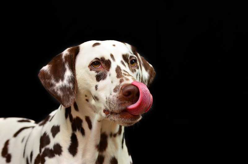A Dalmatian with tongue on nose (picture taken with Nikon D5100 and Tamron SP AF 90mm F2.8 Di Macro (motorized))