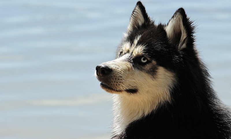 A Siberian Husky at the lake (picture taken with Canon EOS 100D and Canon EF-S 18-135mm F3.5-5.6 IS STM)