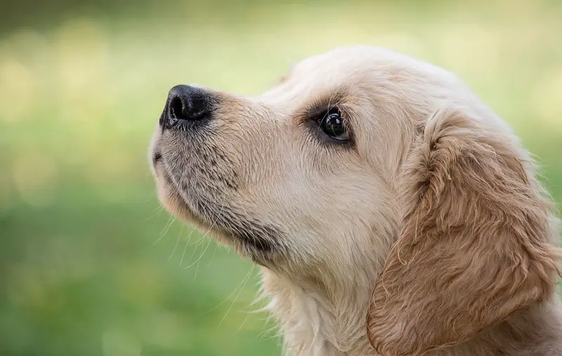 A wet Golden Retriever puppy (picture taken with Canon EOS 6D Mark II and Canon EF 70-300mm F4-5.6 IS USM )