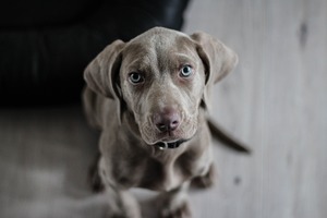 A Weimaraner looking up at the camera