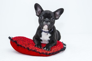 A cute French Bulldog puppy is sitting on his pillow