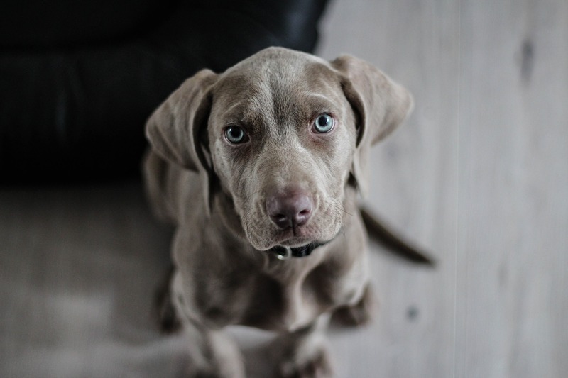 A Weimaraner looking up at the camera (picture taken with Canon EOS 700D and Canon EF 50mm F1.8 II )