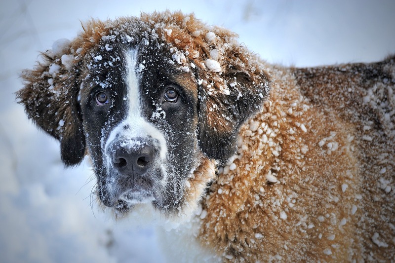 A snowy St Bernard (picture taken with Nikon D700 and Nikon AF-S 70-200mm F4 G ED VR)