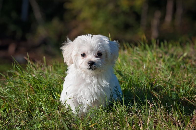A small Maltese puppy in the grass (picture taken with Nikon D90 and Tamron SP AF 90mm F2.8 Di Macro (motorized))