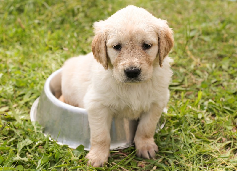 A Golden Retriever puppy is sitting in his food tray (picture taken with Canon EOS 6D and Canon EF 50mm f/1,4 USM )