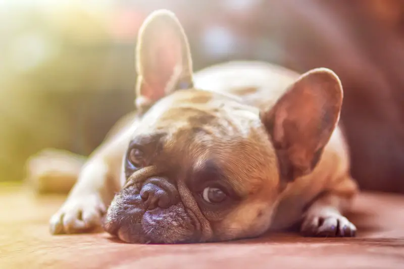 A Bulldog is laying on the floor resting (picture taken with Canon EOS 60D and Sigma EX 85mm F1.4 DG HSM)