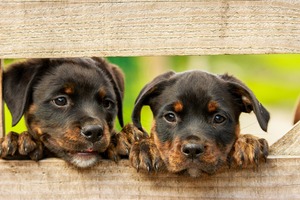 Two rottweiler puppys behind a wooden fence