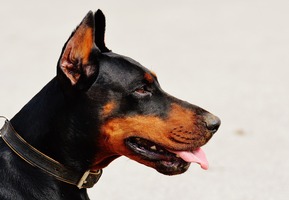 A Doberman with tongue hanging out