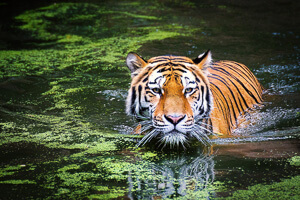 Tiger swimming in swamp
