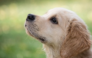 A wet Golden Retriever puppy