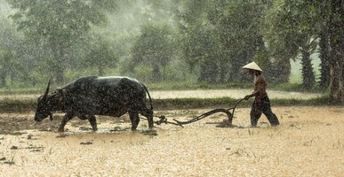 A buffalo farmer is plowing a wet field