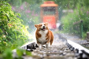 A Pembrok Welsh Corgi is running on the railroad tracks while it is raining